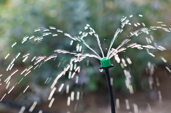 Drip irrigation can save 30k gallons of water in just one year