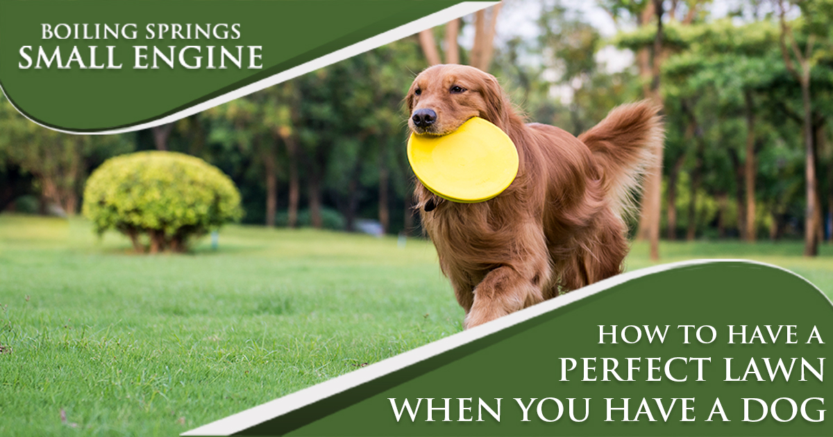 How To Have A Perfect Lawn When You Have A Dog