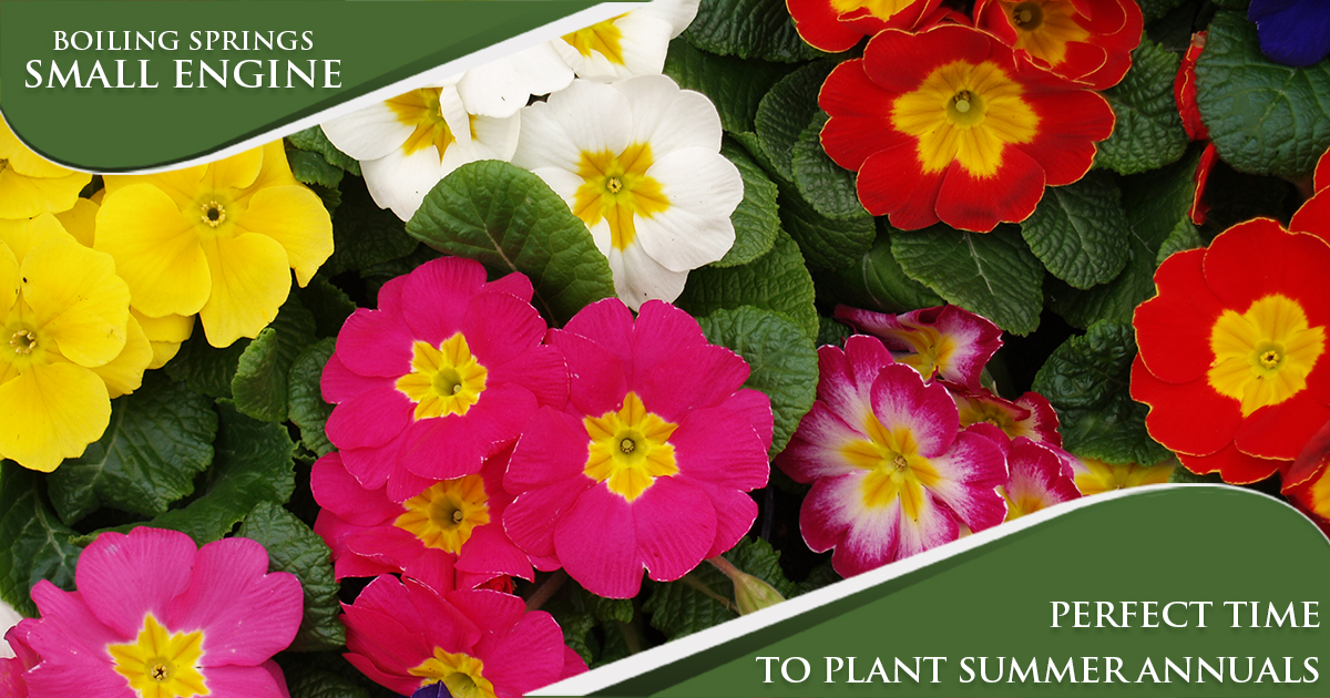 May Tip – Perfect Time To Plant Summer Annuals